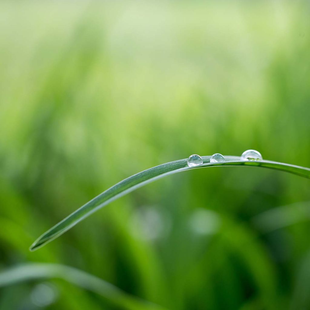 Beads of rain on blade of grass